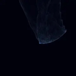 Luxzhuge的头像